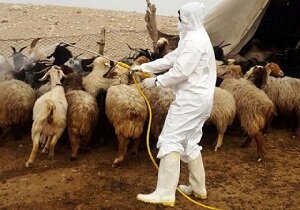 گرما سلامت دام را شدیدا تهدید می‌کند/تهیه برق اضطراری برای مرغداری‌ها