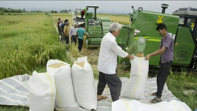 از شروع برداشت برنج در سوادکوه تا بهرهبرداری از ۸ طرح کشاورزی طی هفته دولت در قائمشهر