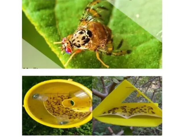 از شروع برداشت برنج در سوادکوه تا بهرهبرداری از ۸ طرح کشاورزی طی هفته دولت در قائمشهر