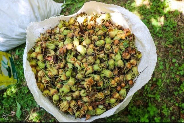 رونق کشت فندق در نور، از تولید تا اشتغال زایی