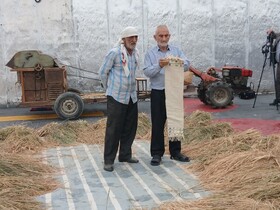 دومین جشنواره برنج در لاله آباد بابل برگزار شد