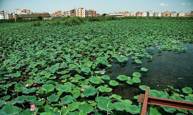 تالاب «گل نیلوفر» بابل ثبت جهانی شد