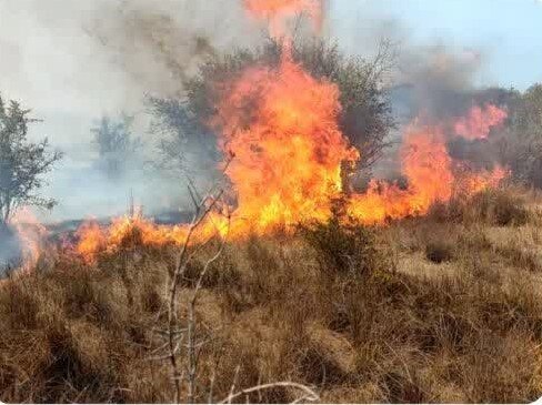 کاهش ۸۰ درصدی آتشسوزیها در جنگلهای میانکاله کاهش ۸۰ درصدی آتشسوزیها در جنگلهای میانکاله