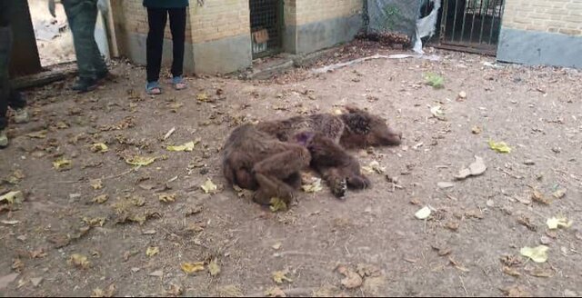 عکس تزیینی تلف شدن ۲ قلاده خرس قهوهای بر اثر اصابت گلوله در آمل