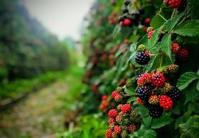 چهار جشنواره بومی محلی هفته گردشگری در مازندران برگزار می‌شود