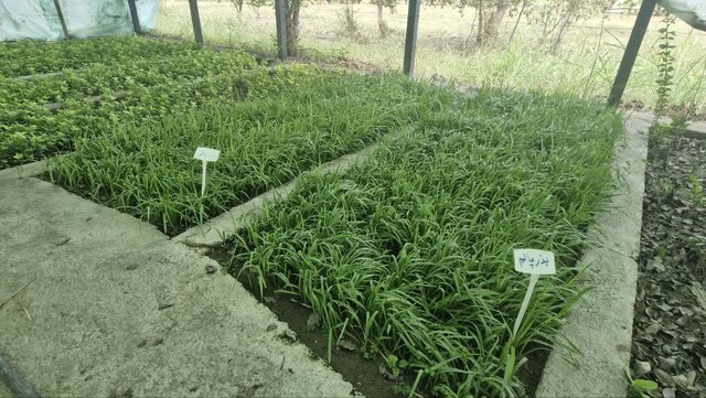 ایجاد «مزرعه پالم» در دانشگاه آزاد نور