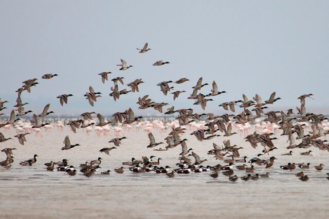 «تالابهای مازندران» قلب تپنده تالابهای ایران محسوب میشوند