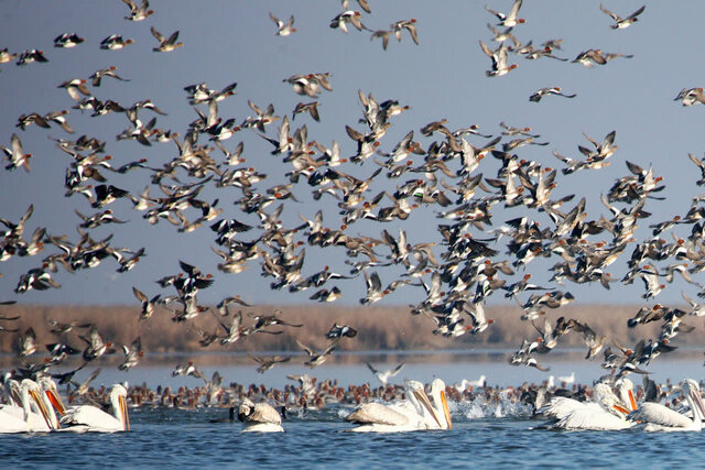 «تالابهای مازندران» قلب تپنده تالابهای ایران محسوب میشوند