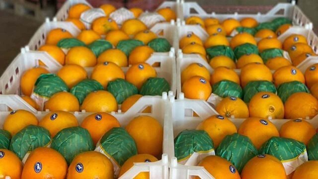 پیش‌بینی برداشت ۲.۶ میلیون تن مرکبات مازندران در سال جاری