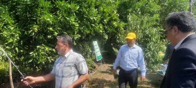 رزمایش سراسری مقابله با آفت مگس میوه مدیترانهای در آمل کلید خورد