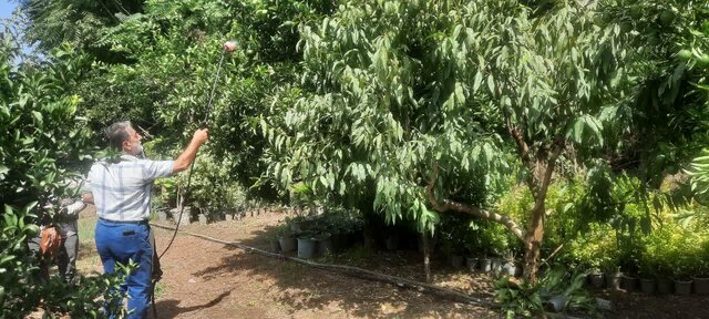 رزمایش سراسری مقابله با آفت مگس میوه مدیترانهای در آمل کلید خورد