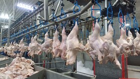 مدیر توسعه بازرگانی جهاد کشاورزی: مازندران ۵۸۶ تُن گوشت مرغ به پایتخت ارسال کرد