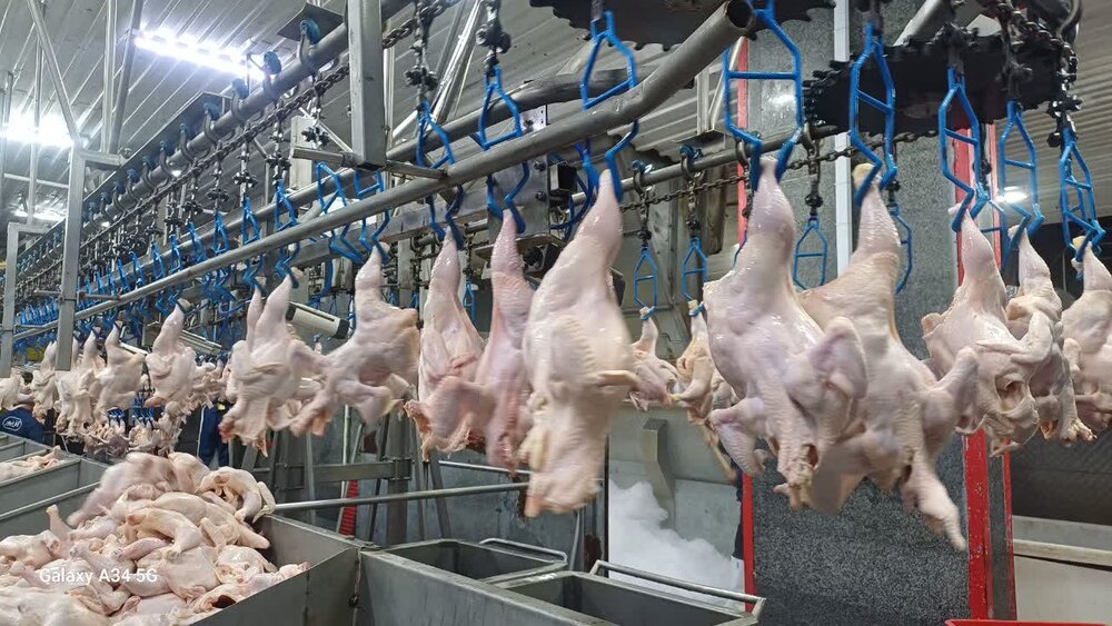 مدیر توسعه بازرگانی جهاد کشاورزی: مازندران ۵۸۶ تُن گوشت مرغ به پایتخت ارسال کرد