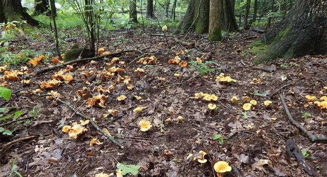 قارچ «زردکیج» ا؛ هدیه پروتئینی هیرکانی