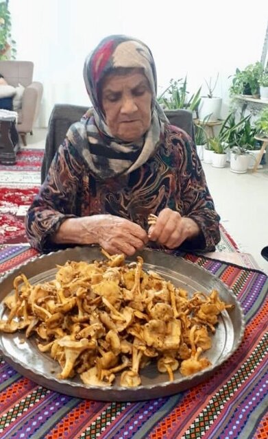 قارچ «زردکیج» ا؛ هدیه پروتئینی هیرکانی