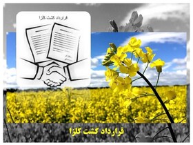 شروع کشت کلزا در ساری/ حمایت دولت از تولیدات کشاورزی