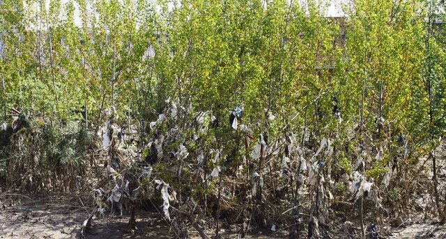 مرگ خاموش بابلرود؛ رودخانهای که به فاضلاب تبدیل شد