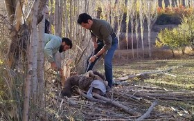 نجات توله خرس قهوه‌ای سه‌ساله در نور