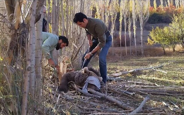 نجات توله خرس قهوه‌ای سه‌ساله در نور