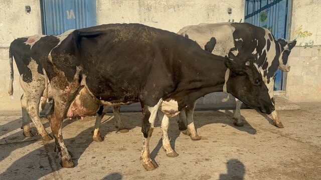 توقیف محموله قاچاق دام آلوده در مازندران