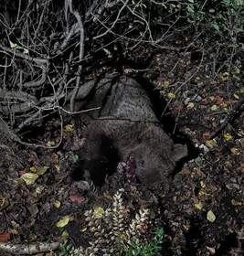 خرس قهوه‌ای در برخورد با قطارِ مسیر سوادکوه جان باخت