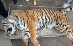 تلف شدن ببر «ونداد» در سافاری الیمالات / علت مرگ در دست بررسی