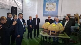 رونمایی از سه بذر جدید برنج در آمل