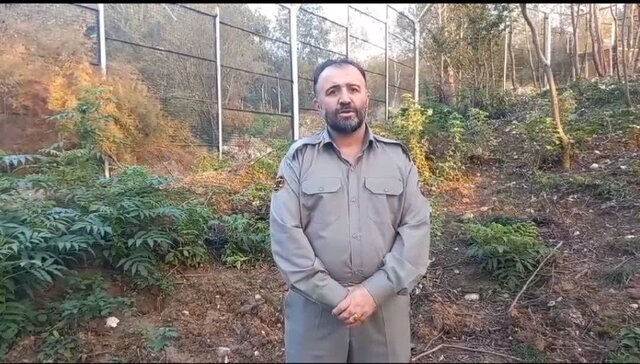 تلف شدن «ببر ونداد» در سافاری الیمالات/ علت مرگ در دست بررسی