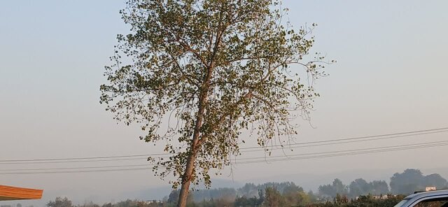 ایستاده در غبار؛ مازندرانی‌ها ماسک لازم شدند