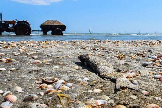 بحران خزر از مرز هشدار گذشت/ نابودی اکوسیستم در کمتر از یک دهه