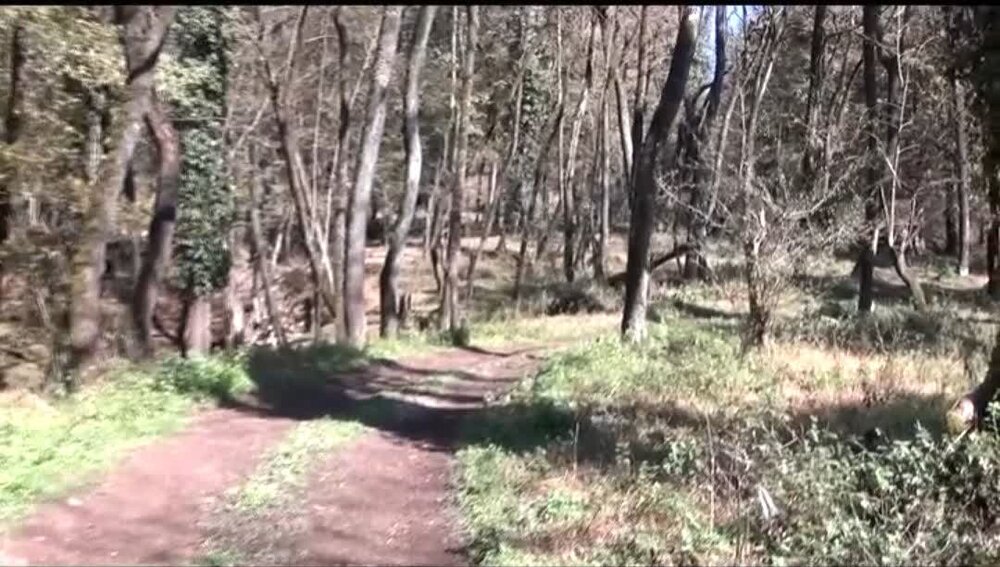 ورود میدانی دادگستری مازندران به ادعای مربوط به ساخت و ساز غیرمجاز در جنگل‌های هیرکانی بابل