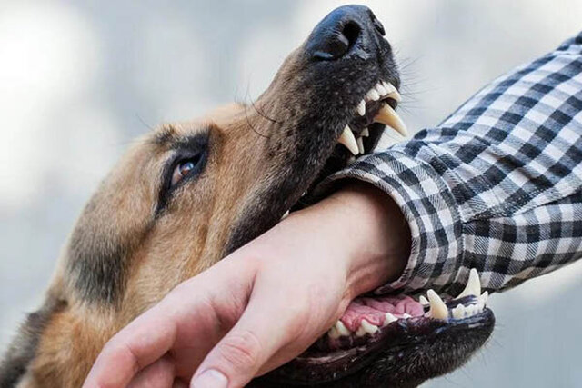 کاهش ۳ درصدی مراجعه مصدومین ناشی از گازگرفتگی سگ به پزشکی قانونی مازندران
