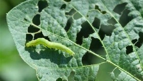 خطر نابودی مزارع توسط آفت برگ‌ خوار پاییزه/ ۱۶ استان درگیر آفت شدند