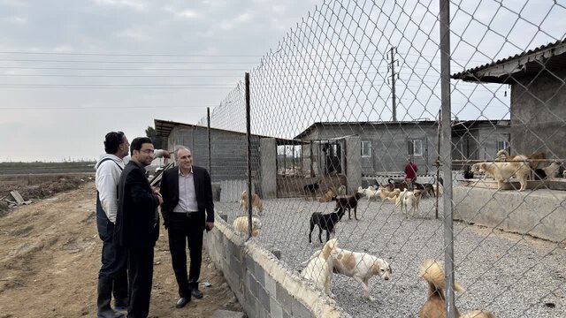 همکاری اداره کل دامپزشکی مازندران و دانشگاه برای مدیریت اصولی سگ‌های بلاصاحب