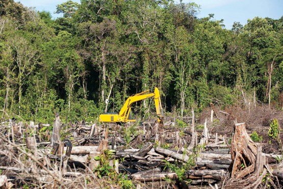 جنگلداری روی کاغذ، جنگلخواری در اجرا!