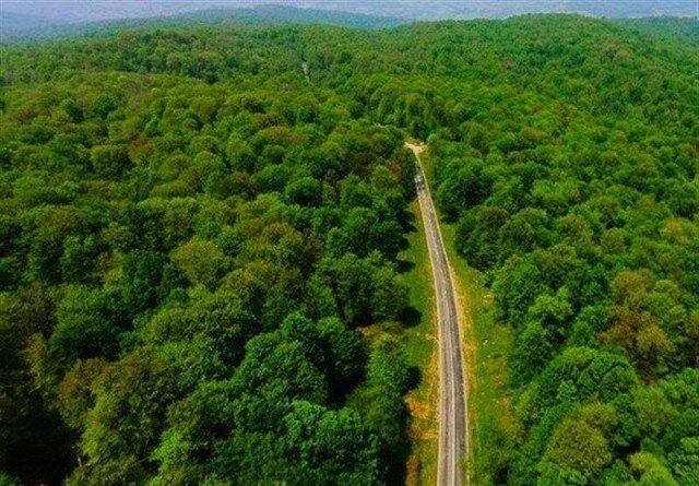 جنگلداری روی کاغذ، جنگلخواری در اجرا!