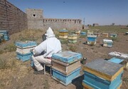 توسعه صنعت زنبورداری در سراوان