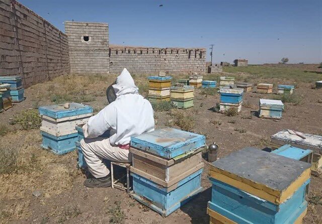بازار عسل رها شده است/ ضرورت تکمیل زنجیره تولید و برندسازی