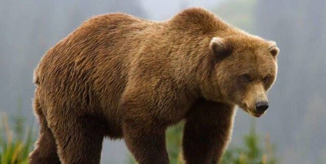 ضیافت پایانی پاییز در هیرکانی/ خرس‌ها پیش از خواب زمستانی چه می‌کنند؟