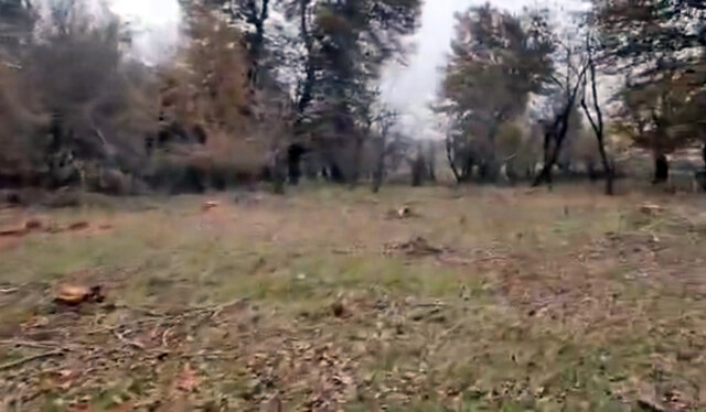 پاکتراشی عرصه جنگلی بابل در لوای قانون؟