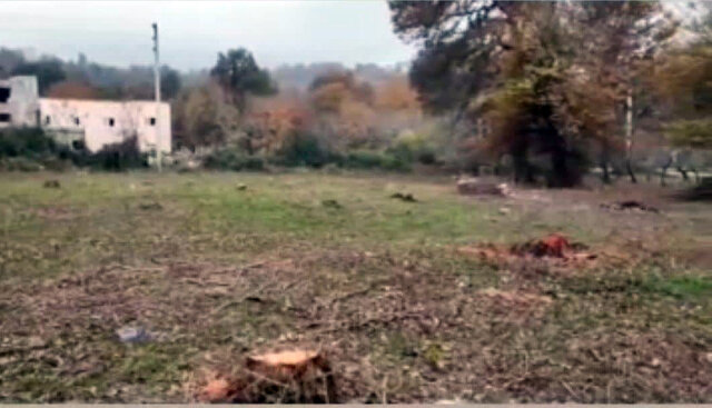 پاکتراشی عرصه جنگلی بابل در لوای قانون؟