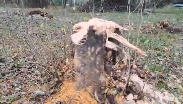 پاکتراشی عرصه جنگلی بابل در لوای قانون؟