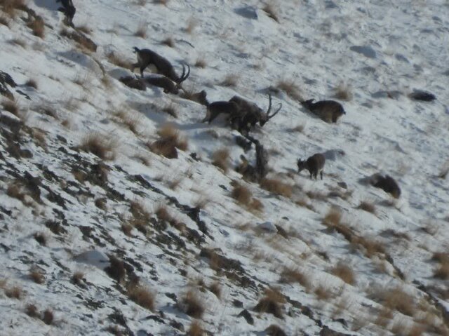 مدیرکل حفاظت محیط زیست: سرشماری حیاتوحش در مازندران وارد فاز علمی شد