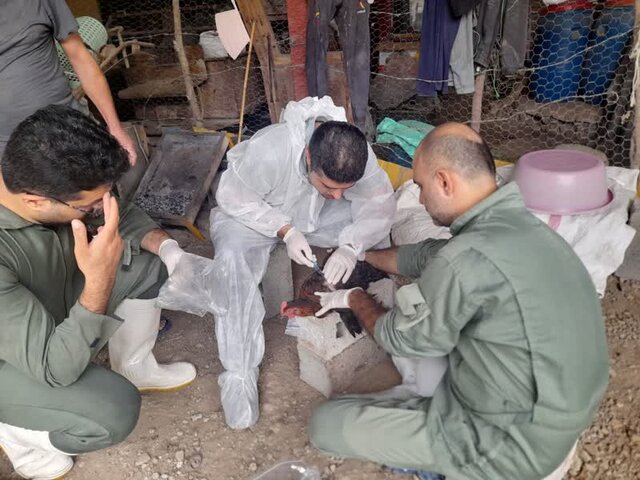 پایش ۱۰ هزار واحد آنفلوآنزای فوقحاد طیور در مازندران