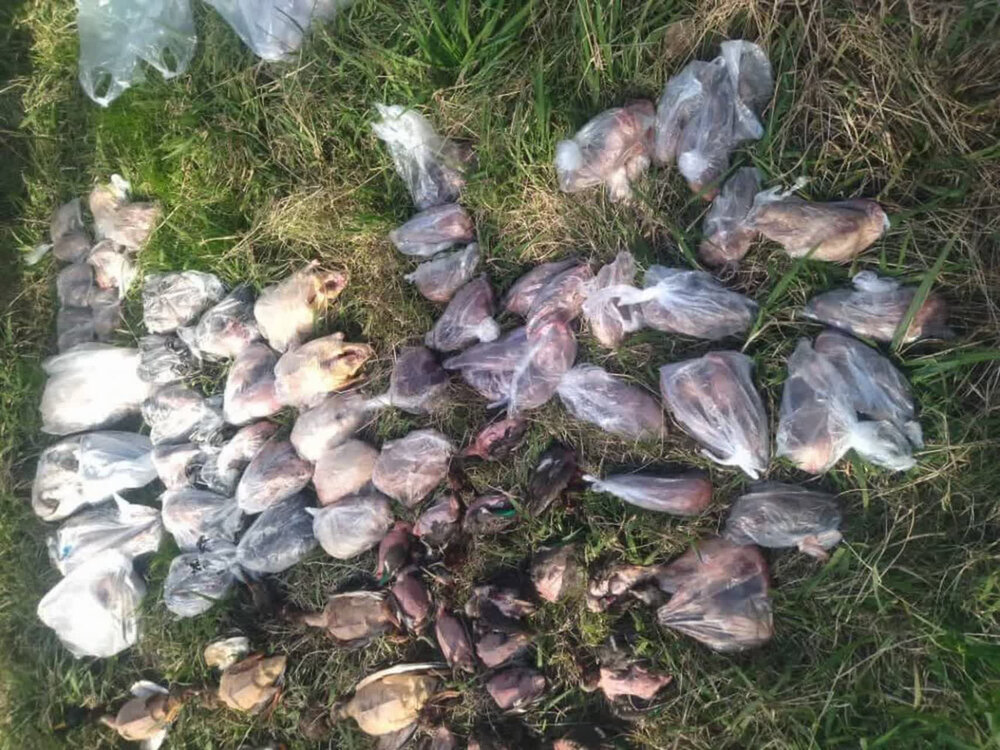 کشف ۹۴ لاشه پرنده تحت حمایت در فریدونکنار