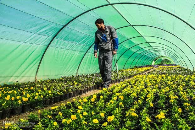 رشد ۹۰ درصدی تقاضا برای احداث گلخانه‌های کوچک در سوادکوه