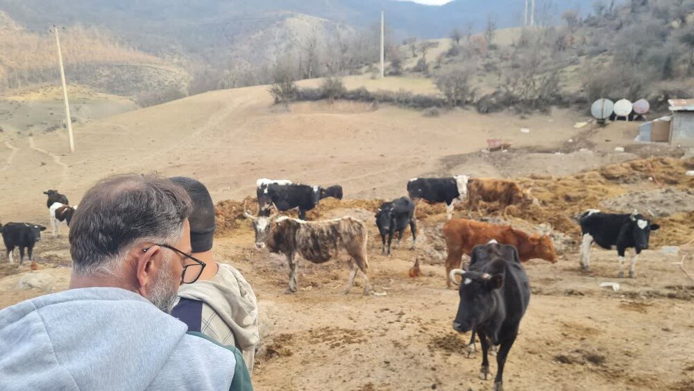 اجرای فاز عملیاتی طرح ۵ ساله دامداریهای پیشرو در سوادکوه