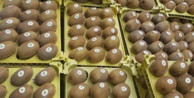 سرپرست جهادکشاورزی: صادرات کیوی مازندران به هند و سایر کشورها دو برابر شد