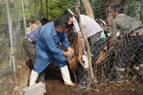 ارائه بیش از ۶۰۰ هزار خدمت رایگان دامپزشکی مازندران در رزمایش‌های جهادی