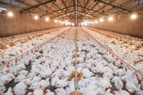 صدور بالغ بر ۱۰۸ هزار مجوزهای پرورش مرغ گوشتی و مادر در مازندران